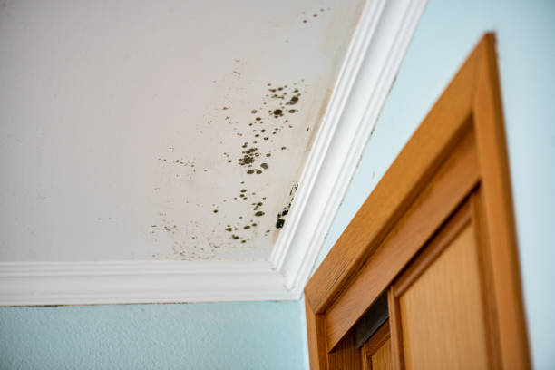 Best Certified Mold Removal  in Headland, AL