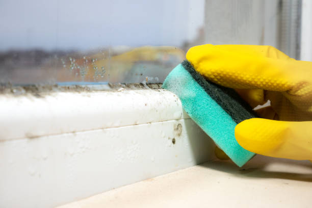 Best Mold Cleaning Services  in Headland, AL