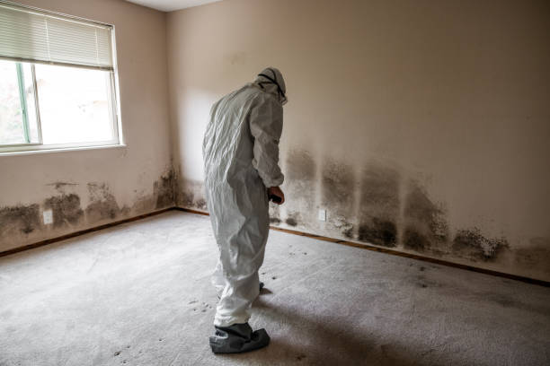 Attic Mold Removal in Headland, AL